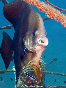 Batfish on cleaning station. I like the mouth. Olympus E3... by Christian Nielsen 